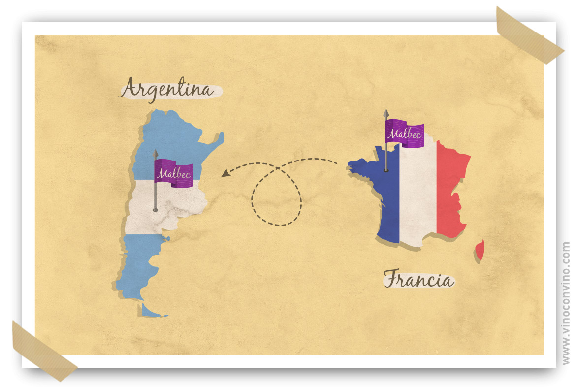 El malbec: de Francia a Argentina