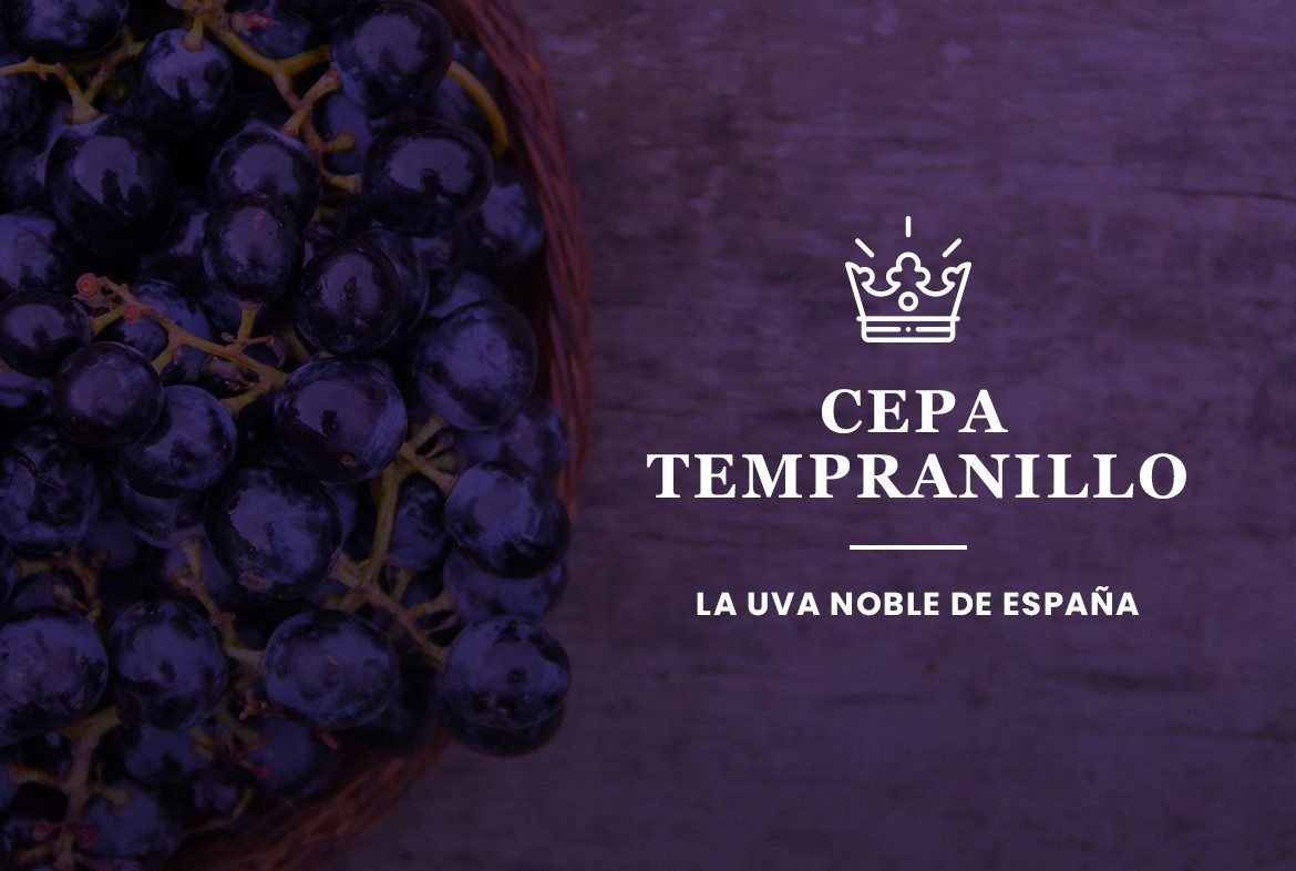 Cepa tempranillo, la uva noble de España
