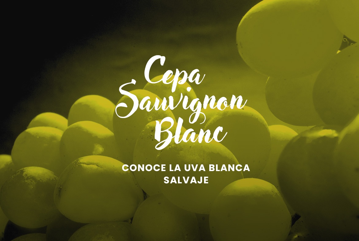 Cepa Sauvignon Blanc - La uva blanca salvaje - blog vinoconvino