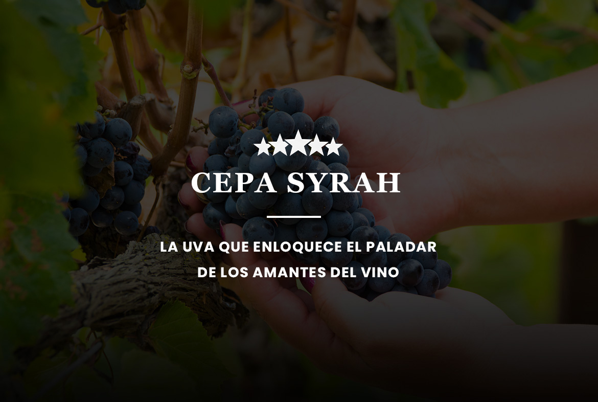 Cepa Syrah-blog vino con vino