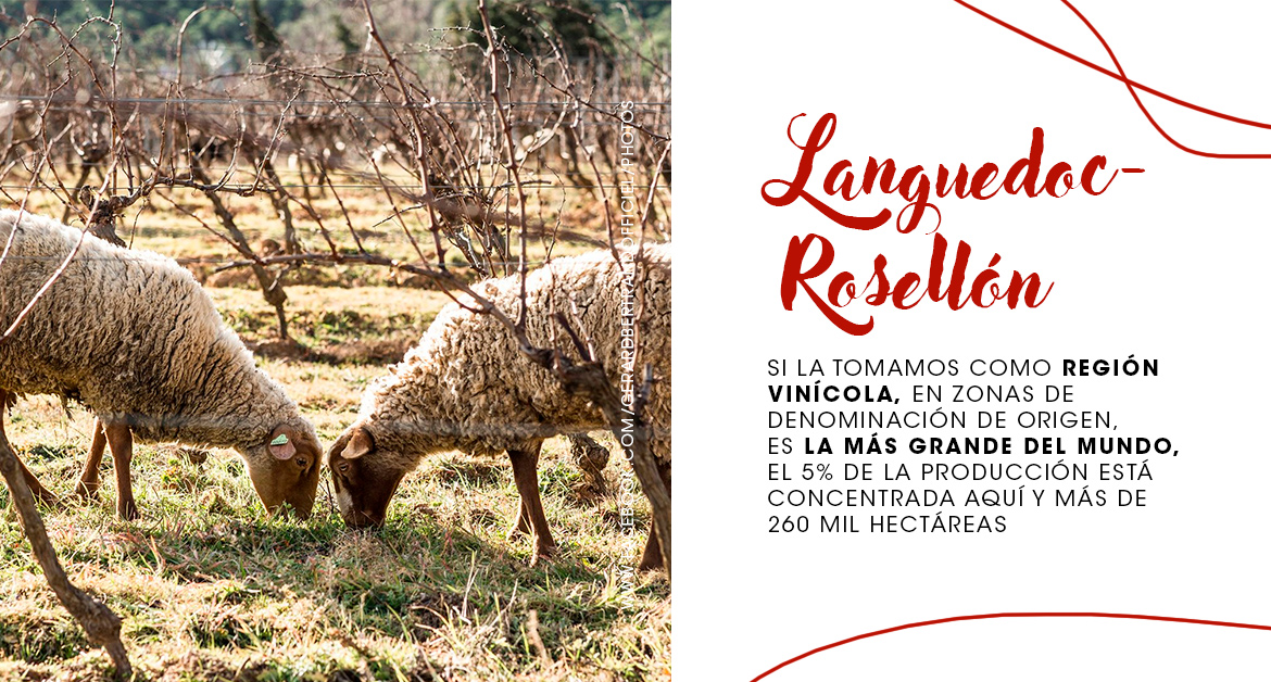 Languedoc- Rosellón región vinícola